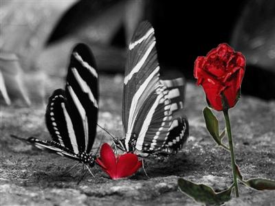 cartes photo noir blanc