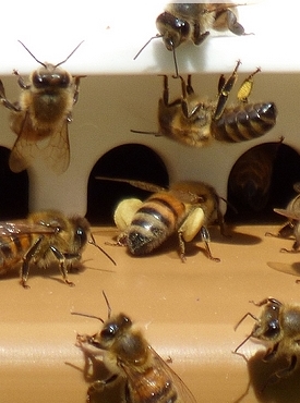 abeilles