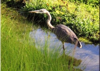 heron