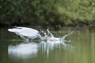 heron se nourri