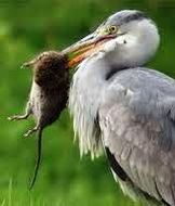 heron