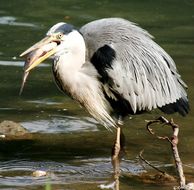 heron
