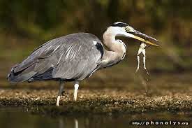 heron