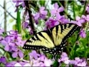 papillon migration
