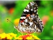 papillon migrateur