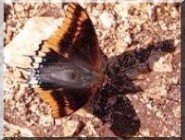 papillon