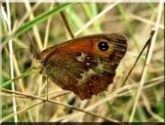 papillon satyre