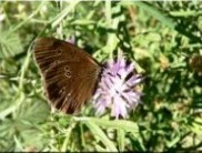 migration papillon