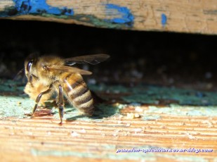 abeilles