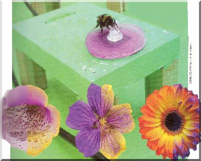 croquis pour expliquer comment les abeilles repères les fleurs