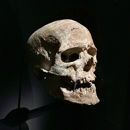 Crâne de l'homme de Cro-Magnon