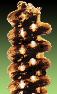 ovni